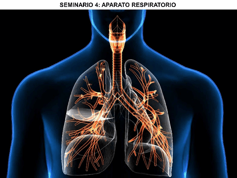 Seminario-4-Respiratorio.pdf