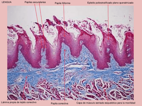 6.-SEMINARIO-BUCAL.pdf