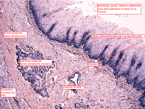 7.-SEMINARIO-ESOFAGO-ESTOMAGO-INTESTINO.pdf