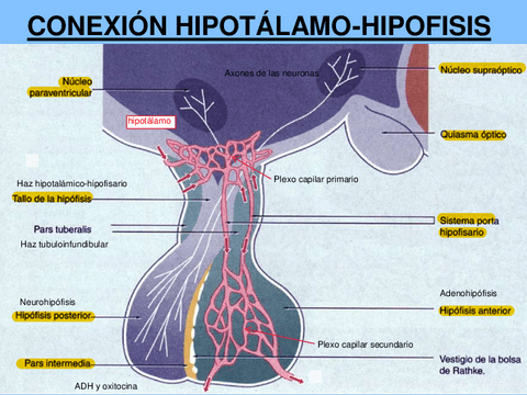 9.-SEMINARIO-ENDOCRINO.pdf