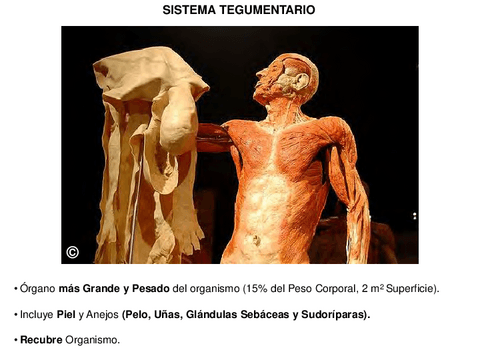 11.-Sistema-Tegumentario.pdf