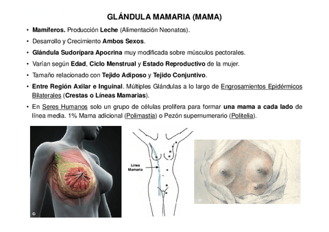 12.-Glandula-Mamaria.pdf