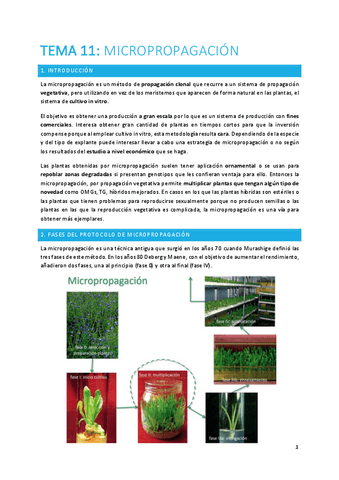TEMA-11-plantas.pdf