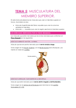 TEMA 6. MUSCULATURA DEL MIEMBRO SUPERIOR.pdf