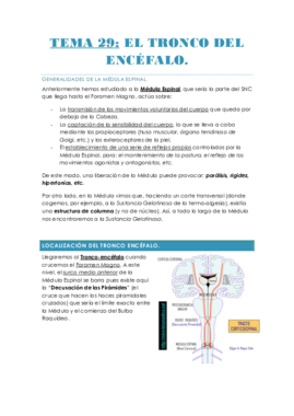 TEMA 29. EL TRONCO DEL ENCÉFALO..pdf