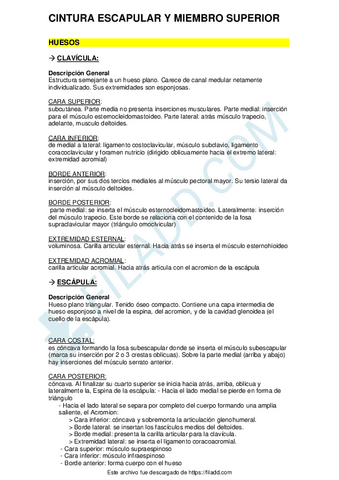 Cintura-escapular-y-Miembro-superior.pdf