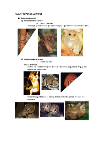 VISU-Primates-1.pdf