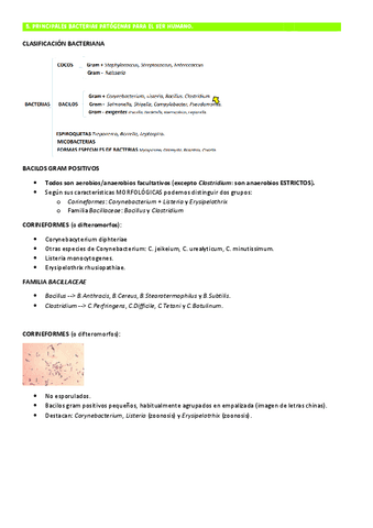 TEMA-5-MICRO-BGPositivos-BASES-1.pdf