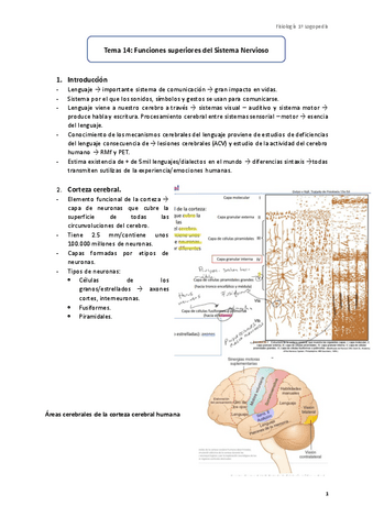 Tema-14-Funciones-Superiores-del-Sistema-Nervioso.pdf