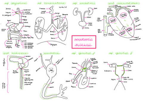 Anatomia-Humana.pdf