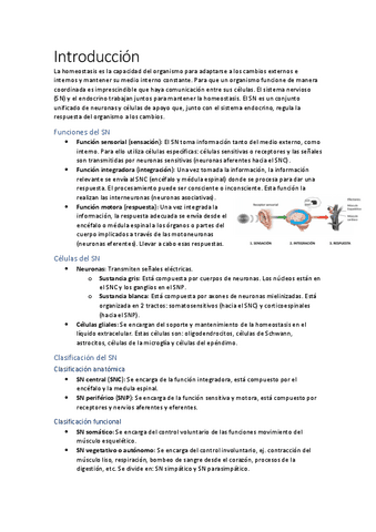 Apuntes-sistema-nervioso.pdf