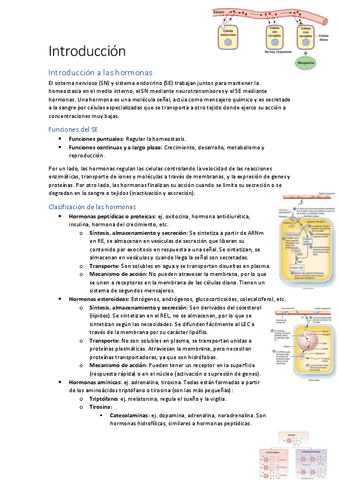Apuntes-sistema-endocrino.pdf