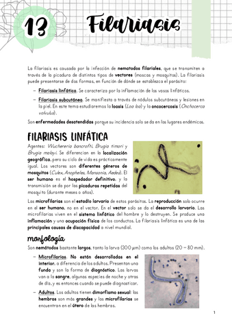 Tema-13.-Filariasis.pdf