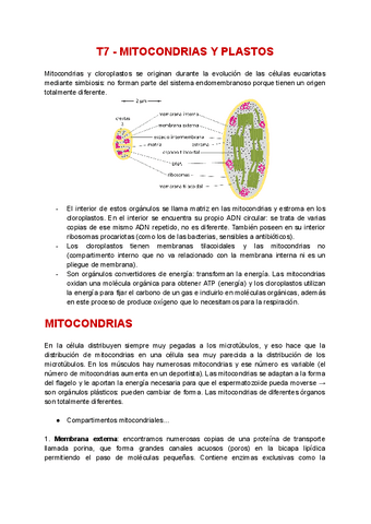 T7-Mitocondrias-y-plastos.pdf