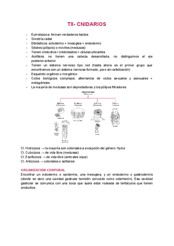 T8-Cnidarios.pdf