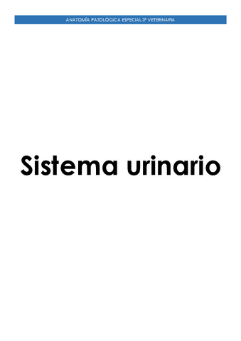 Sistema-Urinario.pdf