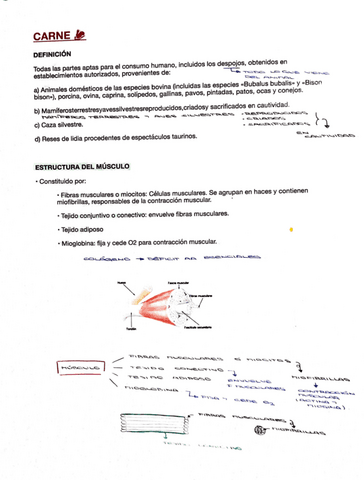 carne.pdf