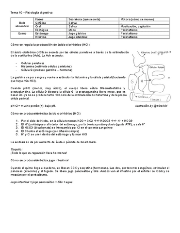 Puntos-importantes-Fisiologia-Tema-10.pdf