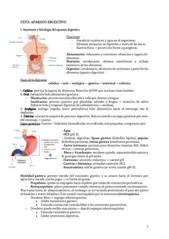 UD7.3-APARATO-DIGESTIVO-ESP.pdf