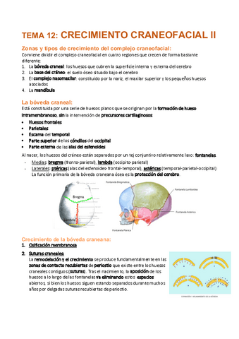 Tema-12-Crecimiento-craneofacial-II.pdf