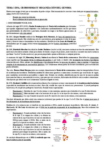 BIOLOGIA-MOLECULAR-TEMA-1-DNA-CROMOSOMAS-Y-ORGANIZACION-DEL-GENOMA.pdf