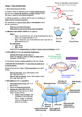 BIOLOGIA-MOLECULAR-TEMA-3-TRANSCRIPCION.pdf