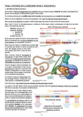 BIOLOGIA-MOLECULAR-TEMA-4-CONTROL-DE-LA-EXPRESION-GENICA.-EPIGENETICA.pdf