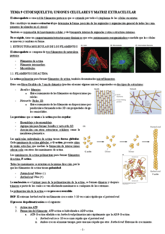 BIOLOGIA-MOLECULAR-TEMA-9-CITOESQUELETO-UNIONES-CELULARES-Y-MATRIZ-EXTRACELULAR.pdf