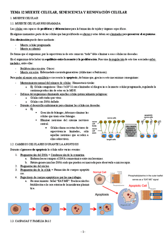 BIOLOGIA-MOLECULAR-TEMA-12-MUERTE-CELULAR-SENESCENCIA-Y-RENOVACION-CELULAR.pdf