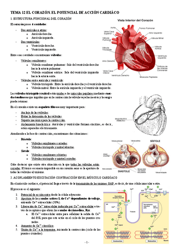 FISIOLOGIA-I-TEMA-12-EL-CORAZON.-EL-POTENCIAL-DE-ACCION-CARDIACO.pdf