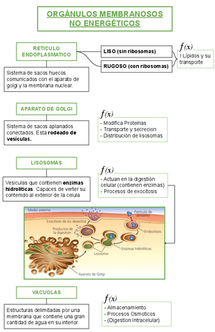 Cmp.-ORgANULOS-MEMBRANOSOS.pdf