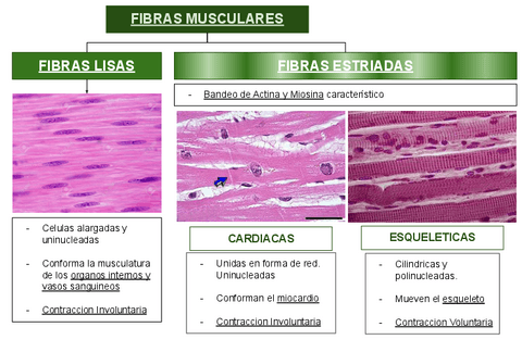 EL-TEJIDO-MUSCULAR.pdf