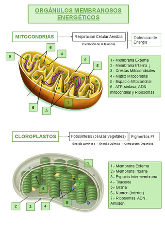 ORGANULOS-MEMBRANOSOS-ENERGETICOS.pdf