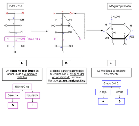 Proceso-de-ciclacion-de-los-glucidos.pdf