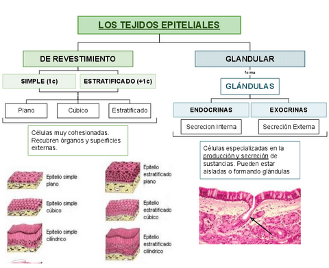 TEJIDOS-EPITELIALES.pdf