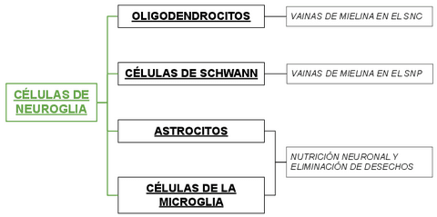 TIPOS-DE-CELULAS-DE-NEUROgLIA.pdf