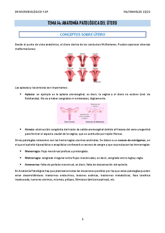 14.-Anatomia-patologica-del-utero.pdf