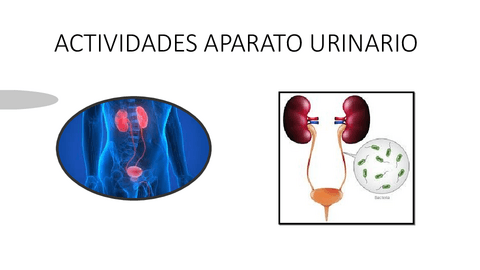 ACTIVIDAD1URINARIO.pdf