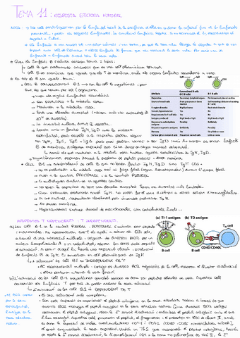 Tema-11Immuno.pdf