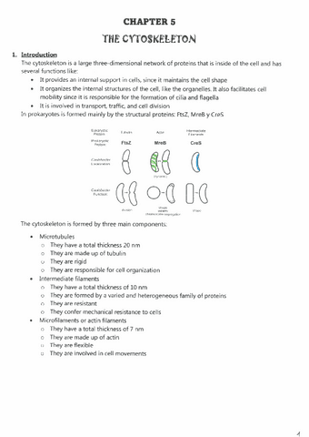 CHAPTER-5-THE-CYTOSKELETON.pdf