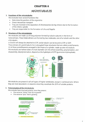 CHAPTER-6-MICROTUBULES.pdf