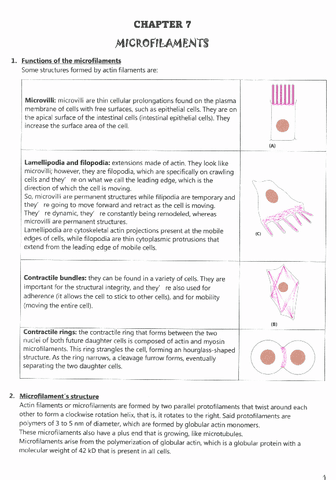 CHAPTER-7-MICROFILAMENTS.pdf