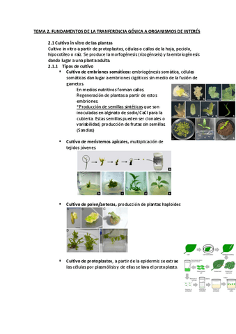 Tema-2.-Fundamentos-transformacion-plantas.pdf