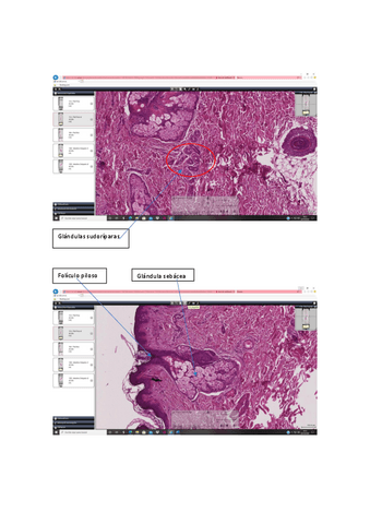 CAPTURAS-PREPARACION-biologia-practicas.pdf