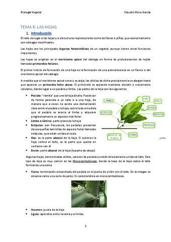 TEMA-6.pdf