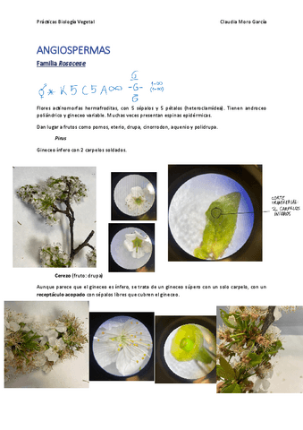 PRACTICAS-ANGIOSPERMAS.pdf