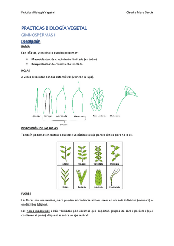 PRACTICAS-GIMNOSPERMAS.pdf