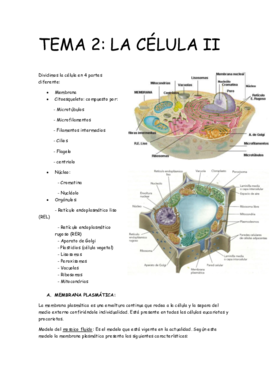 TEMA 2 LA CELULA II.pdf