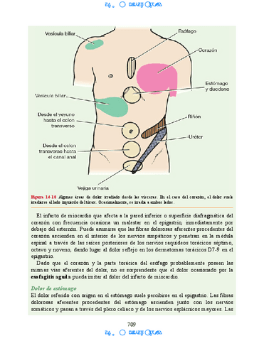 Neuroanatomia-Clinica-Snell-7a-Edicionbooksmedicosorg-60.pdf