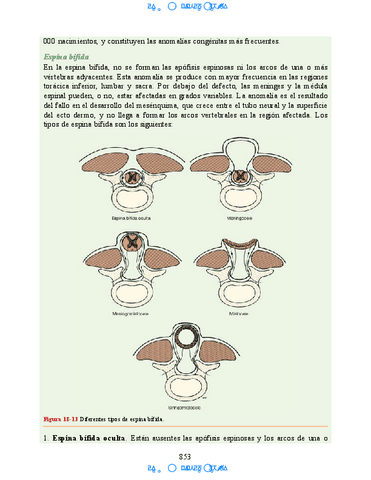 Neuroanatomia-Clinica-Snell-7a-Edicionbooksmedicosorg-72.pdf
